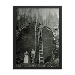 Logging Family with a 1300-Year-Old Tree, 1892 framed print on a plain backdrop in size 18"x24".