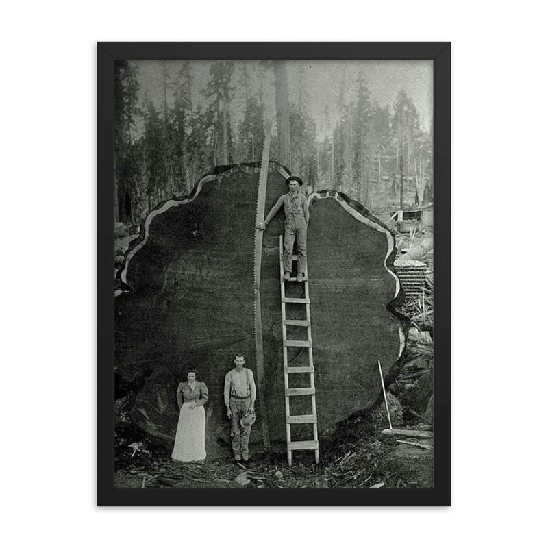 Logging Family with a 1300-Year-Old Tree, 1892 framed print on a plain backdrop in size 18