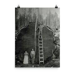 Logging Family with a 1300-Year-Old Tree, 1892 poster on a plain backdrop in size 8"x10".