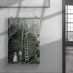 Logging Family with a 1300-Year-Old Tree, 1892 poster 4