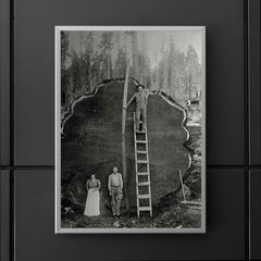 Logging Family with a 1300-Year-Old Tree, 1892 poster 5