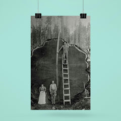 Logging Family with a 1300-Year-Old Tree, 1892 poster 6