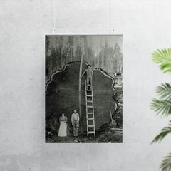 Logging Family with a 1300-Year-Old Tree, 1892 poster 7
