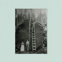 Logging Family with a 1300-Year-Old Tree, 1892 poster 8
