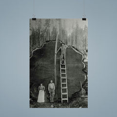 Logging Family with a 1300-Year-Old Tree, 1892 poster 9