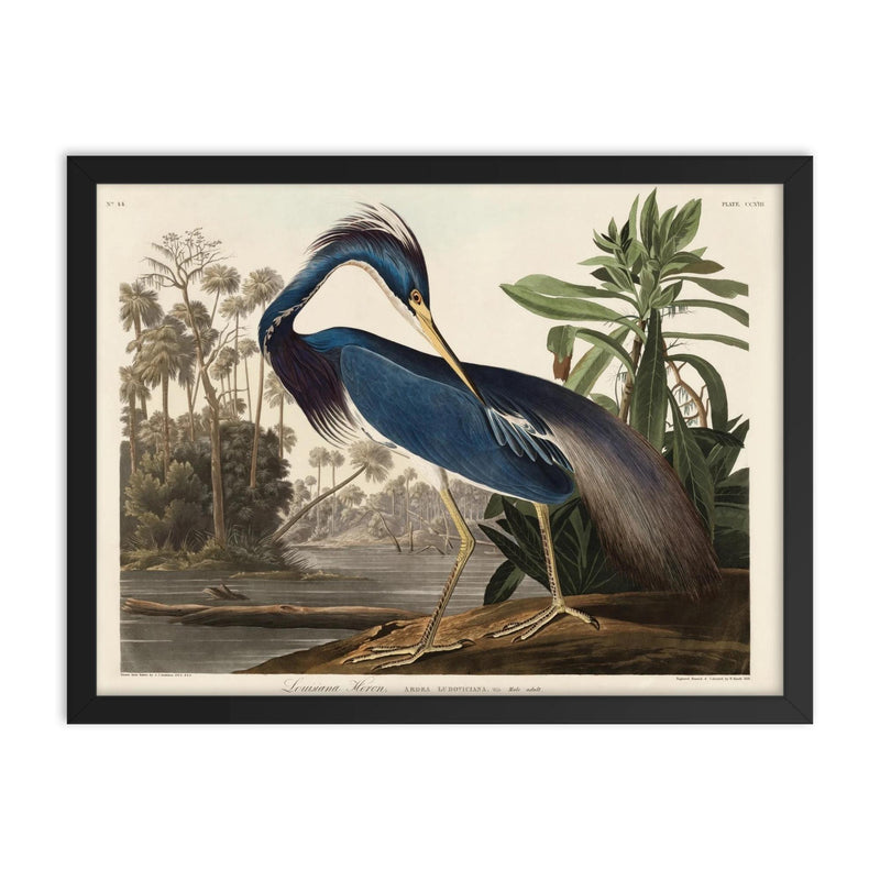 Louisiana Heron by John James Audubon framed print on a plain backdrop in size 18