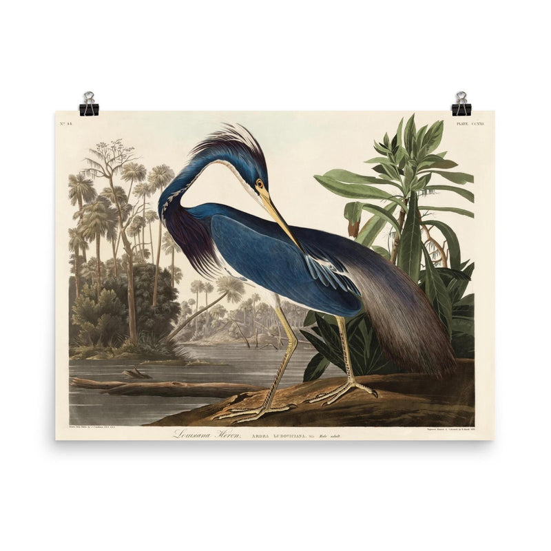 Louisiana Heron by John James Audubon poster on a plain backdrop in size 8
