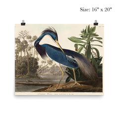 Louisiana Heron by John James Audubon poster 2