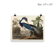 Louisiana Heron by John James Audubon poster 3