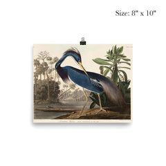 Louisiana Heron by John James Audubon poster 4