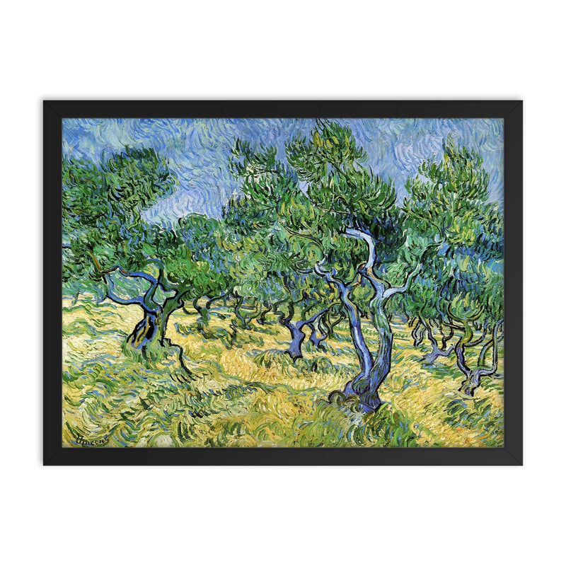 Olive Grove by Vincent van Gogh, 1889 framed print on a plain backdrop in size 18