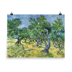 Olive Grove by Vincent van Gogh, 1889 poster on a plain backdrop in size 8"x10".