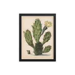 Pear Cactus in Bloom by Herman Saftleven, 1683 framed print on a plain backdrop in size 12"x16".