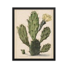 Pear Cactus in Bloom by Herman Saftleven, 1683 framed print on a plain backdrop in size 16"x20".