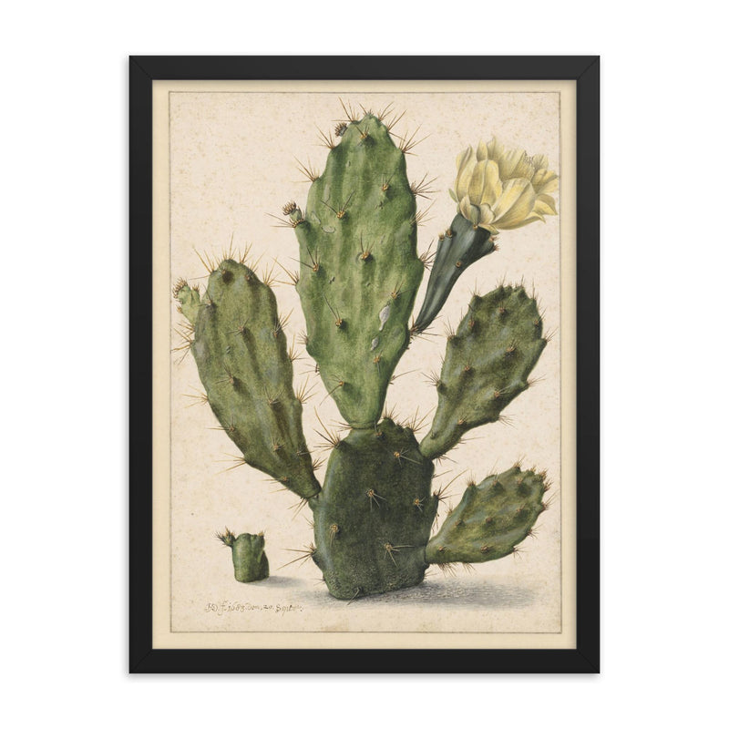 Pear Cactus in Bloom by Herman Saftleven, 1683 framed print on a plain backdrop in size 18
