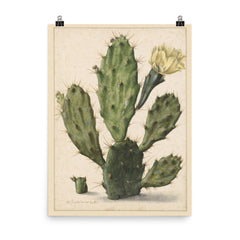 Pear Cactus in Bloom by Herman Saftleven, 1683 poster on a plain backdrop in size 8"x10".
