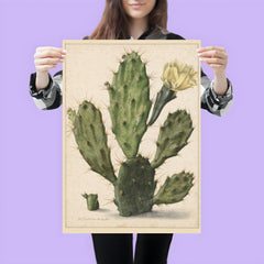 Pear Cactus in Bloom by Herman Saftleven, 1683 poster 3