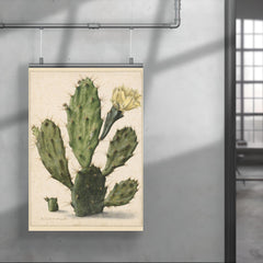 Pear Cactus in Bloom by Herman Saftleven, 1683 poster 4