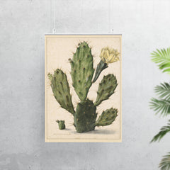 Pear Cactus in Bloom by Herman Saftleven, 1683 poster 7