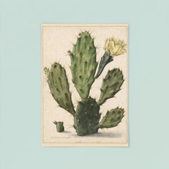 Pear Cactus in Bloom by Herman Saftleven, 1683 poster 8