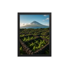 Pico Island Vineyard Walls Currais Azores Portugal framed print on a plain backdrop in size 12"x16".
