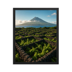 Pico Island Vineyard Walls Currais Azores Portugal framed print on a plain backdrop in size 16"x20".