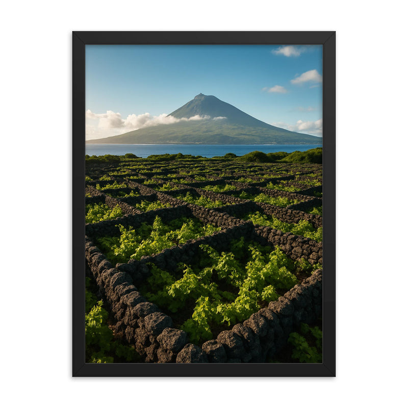 Pico Island Vineyard Walls Currais Azores Portugal framed print on a plain backdrop in size 18
