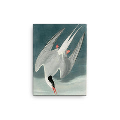 plate 250 of Birds of America by John James Audubon depicting Arctic Tern canvas print on a plain backdrop in size 12"x16".