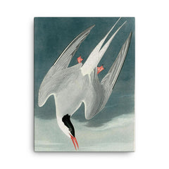 plate 250 of Birds of America by John James Audubon depicting Arctic Tern canvas print on a plain backdrop in size 18"x24".