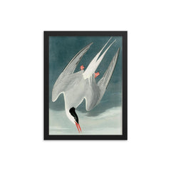 plate 250 of Birds of America by John James Audubon depicting Arctic Tern framed print on a plain backdrop in size 12"x16".