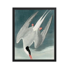 plate 250 of Birds of America by John James Audubon depicting Arctic Tern framed print on a plain backdrop in size 16"x20".