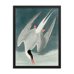 plate 250 of Birds of America by John James Audubon depicting Arctic Tern framed print on a plain backdrop in size 18"x24".