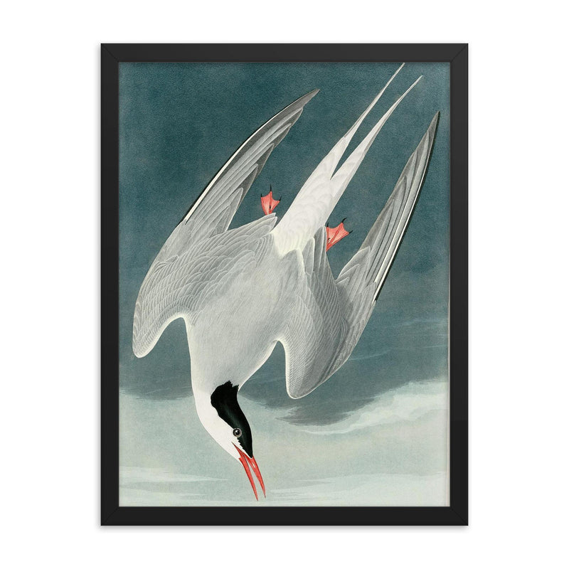 plate 250 of Birds of America by John James Audubon depicting Arctic Tern framed print on a plain backdrop in size 18