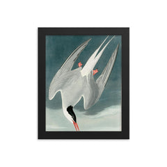 plate 250 of Birds of America by John James Audubon depicting Arctic Tern framed print on a plain backdrop in size 8"x10".