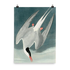 plate 250 of Birds of America by John James Audubon depicting Arctic Tern poster on a plain backdrop in size 8"x10".
