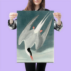 plate 250 of Birds of America by John James Audubon depicting Arctic Tern poster 3