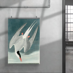 plate 250 of Birds of America by John James Audubon depicting Arctic Tern poster 4