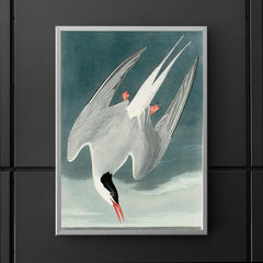 plate 250 of Birds of America by John James Audubon depicting Arctic Tern poster 5