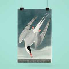 plate 250 of Birds of America by John James Audubon depicting Arctic Tern poster 6