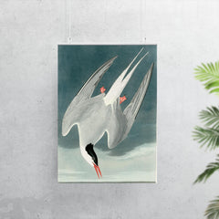 plate 250 of Birds of America by John James Audubon depicting Arctic Tern poster 7