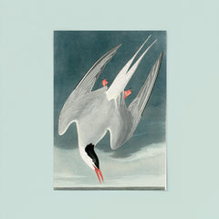 plate 250 of Birds of America by John James Audubon depicting Arctic Tern poster 8