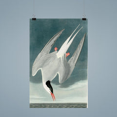 plate 250 of Birds of America by John James Audubon depicting Arctic Tern poster 9