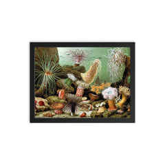 Print of various sea anemone (Actiniaria) by Giacomo Merculiano, 1893 framed print on a plain backdrop in size 12"x16".