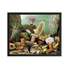  Print of various sea anemone (Actiniaria) by Giacomo Merculiano, 1893 framed print on a plain backdrop in size 16"x20".