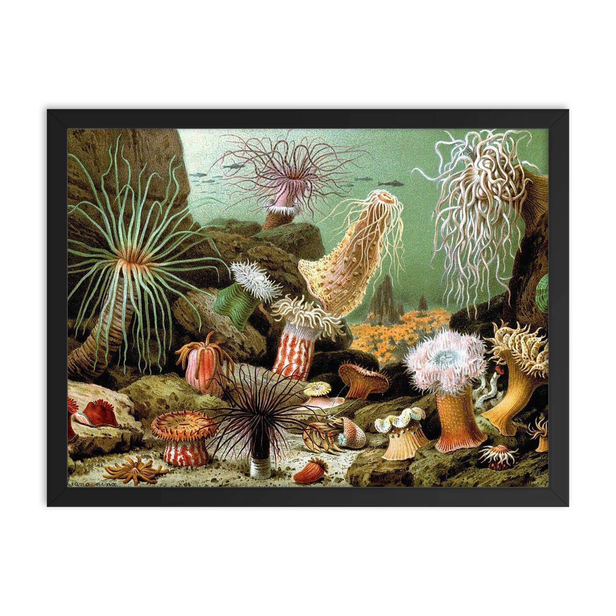Framed Sea Anemone Wall Art Print by Giacomo Merculiano