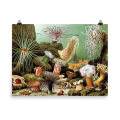  Print of various sea anemone (Actiniaria) by Giacomo Merculiano, 1893 poster on a plain backdrop in size 8"x10".