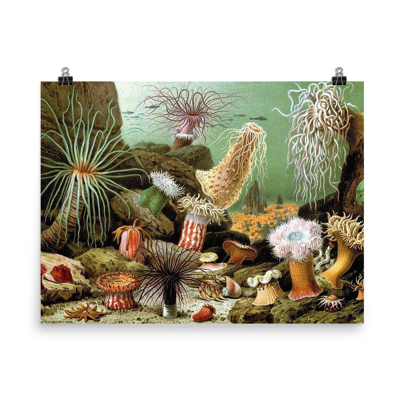  Print of various sea anemone (Actiniaria) by Giacomo Merculiano, 1893 poster on a plain backdrop in size 8