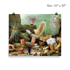  Print of various sea anemone (Actiniaria) by Giacomo Merculiano, 1893 poster 2