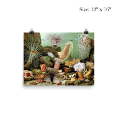  Print of various sea anemone (Actiniaria) by Giacomo Merculiano, 1893 poster 3