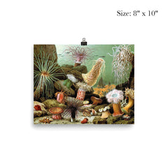  Print of various sea anemone (Actiniaria) by Giacomo Merculiano, 1893 poster 4